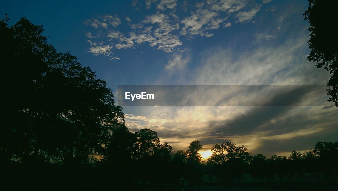 SILHOUETTE OF TREES ON LANDSCAPE