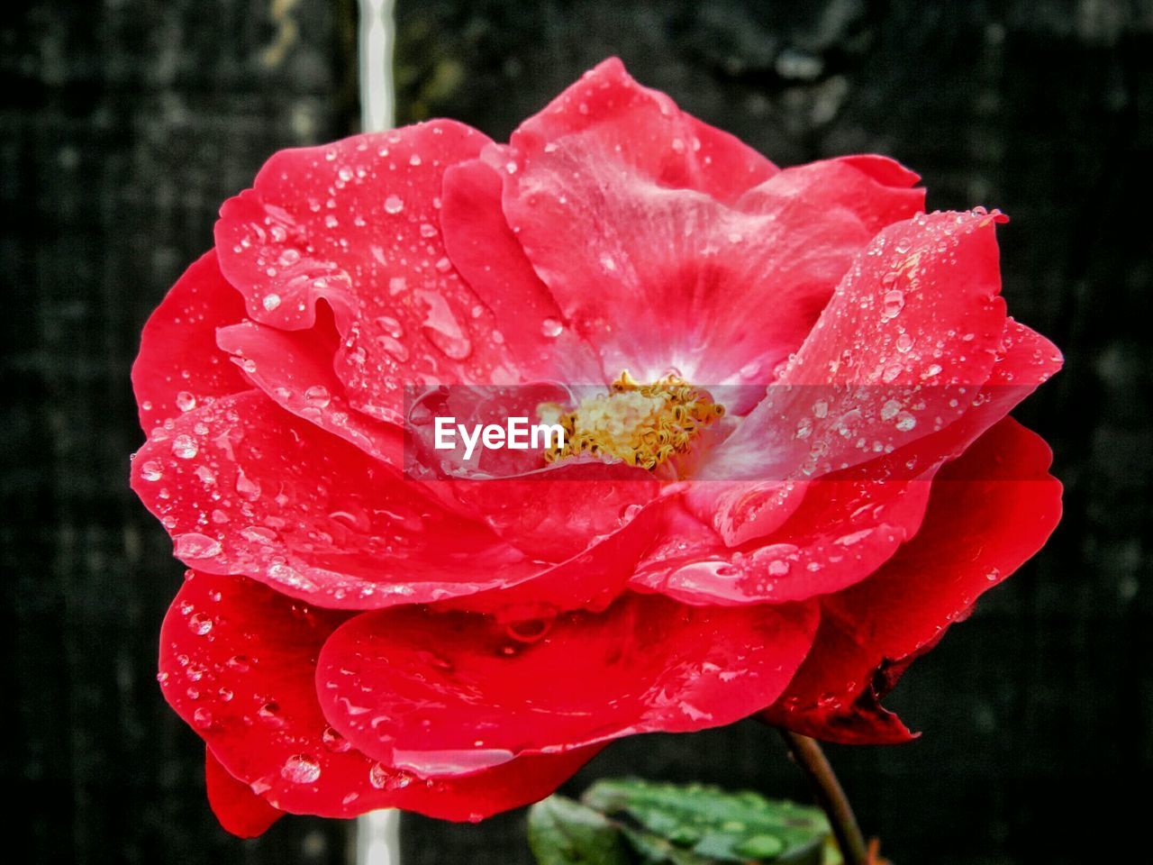 Macro shot of water drops on red rose