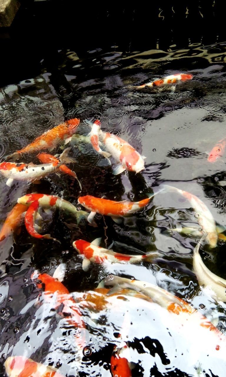 FISH SWIMMING IN POND