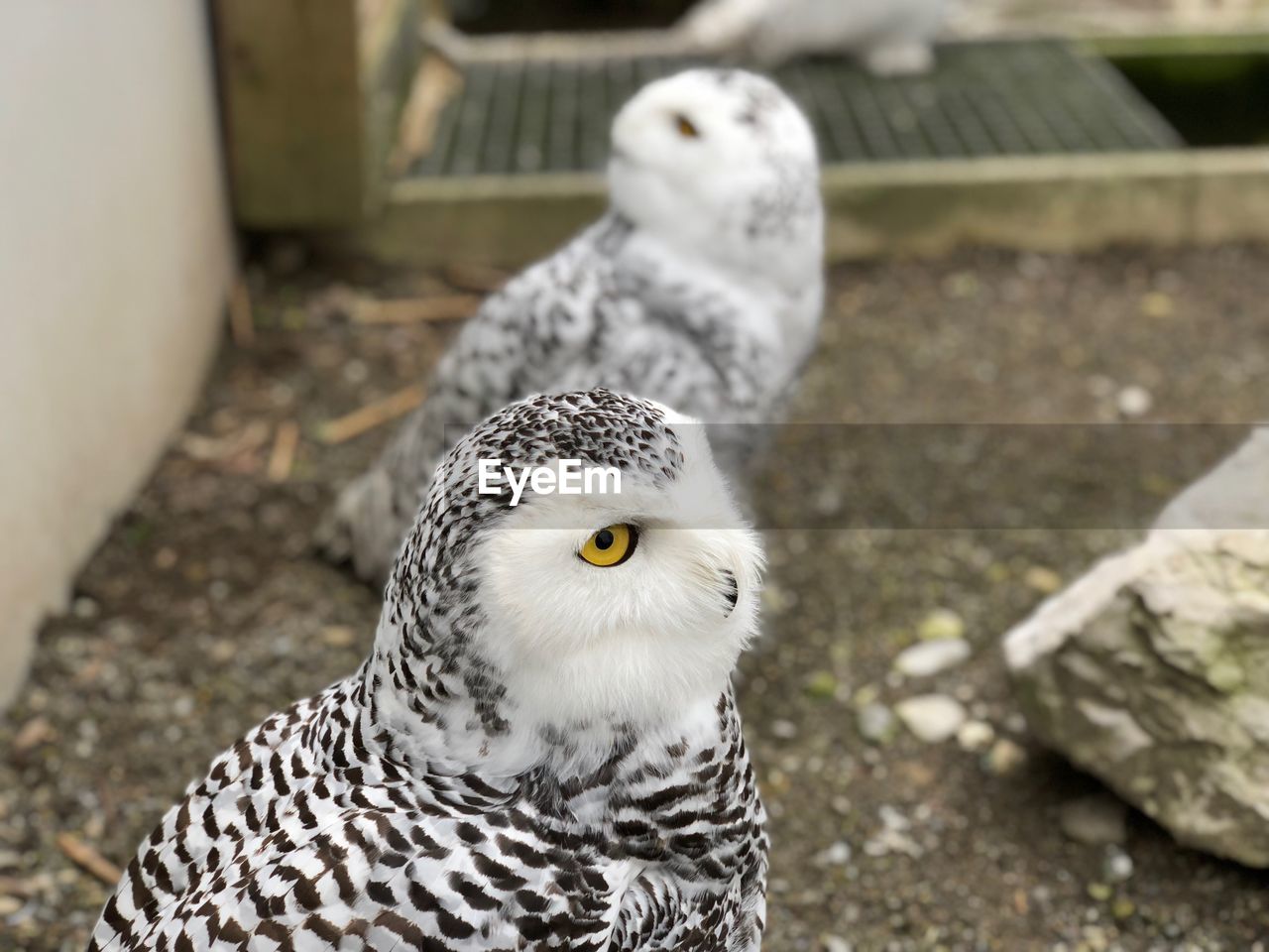 Close-up portrait of owl