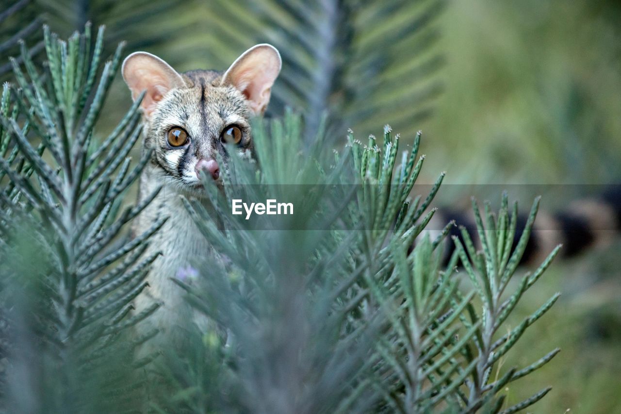 Portrait of wild cat amidst plants