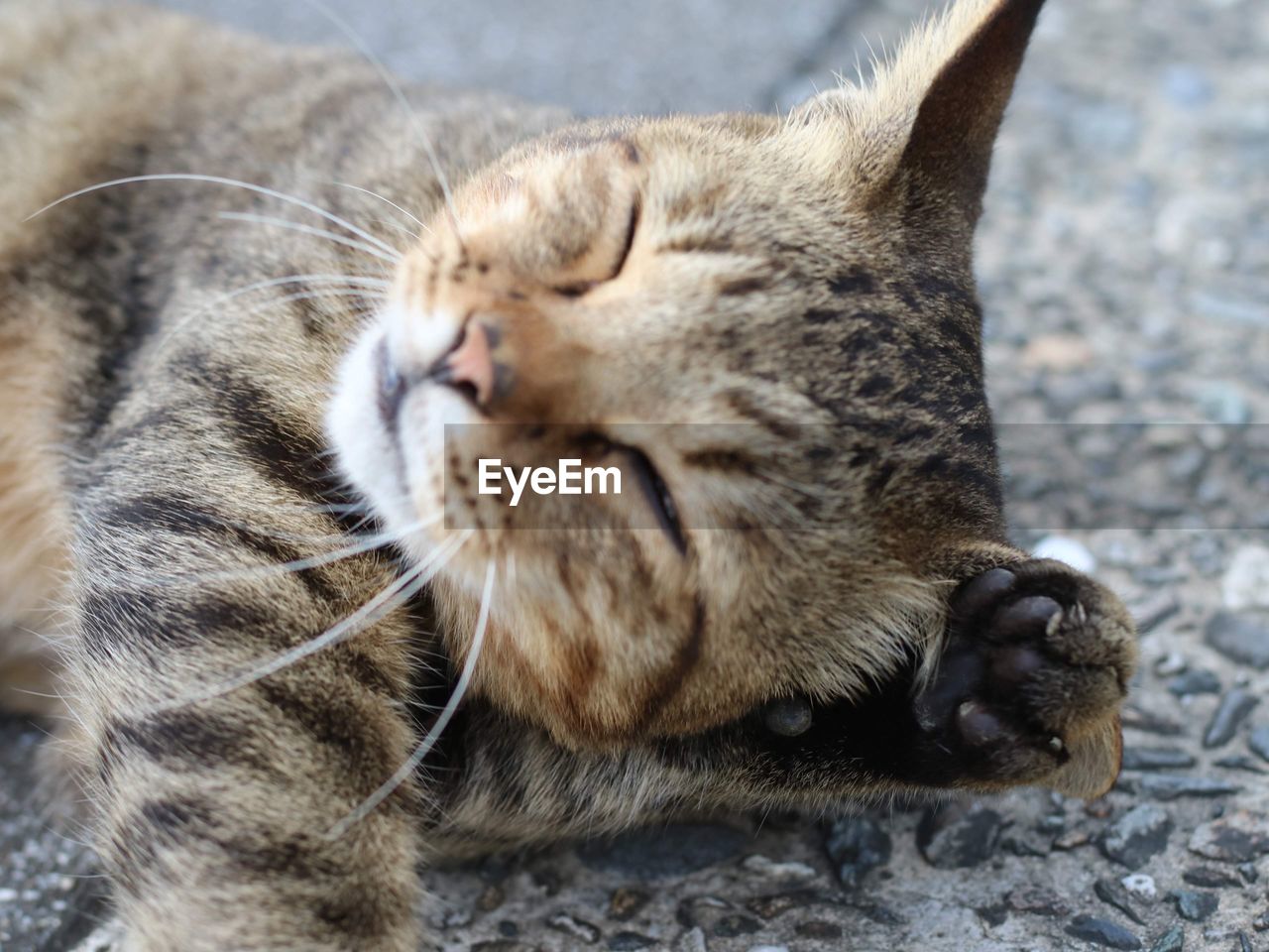 CLOSE-UP OF A CAT SLEEPING ON A RELAXED