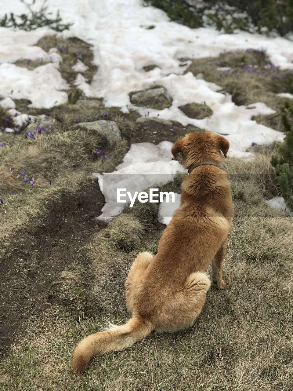 HIGH ANGLE VIEW OF DOG ON FIELD DURING SUNSET