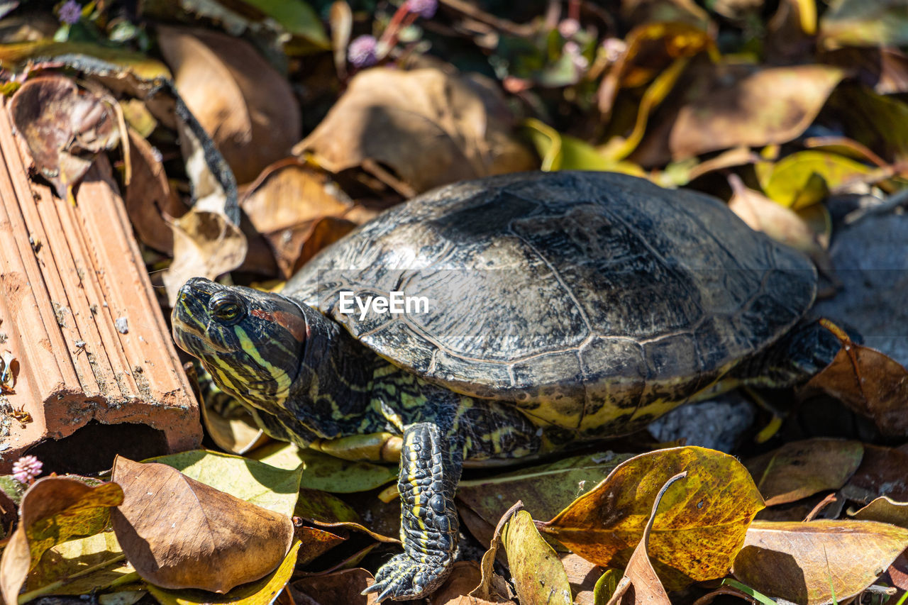 turtle, reptile, animal themes, animal, animal wildlife, tortoise, shell, animal shell, wildlife, nature, one animal, leaf, tortoise shell, no people, plant part, outdoors, close-up, land, sea turtle