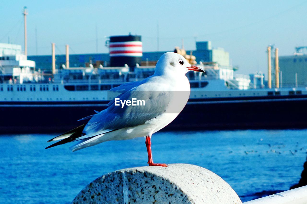 Seagull perching on harbor against sea