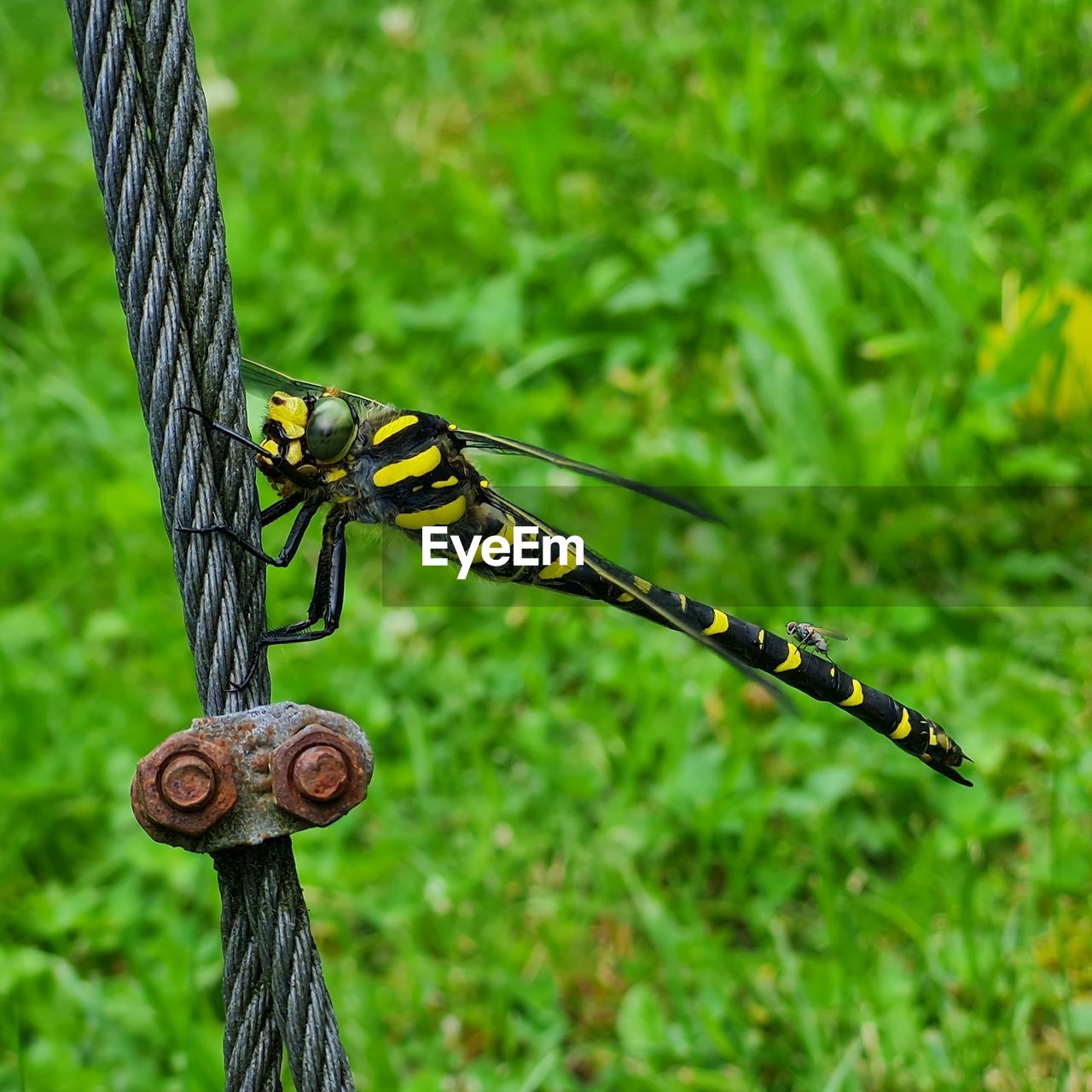 close-up of insect on plant
