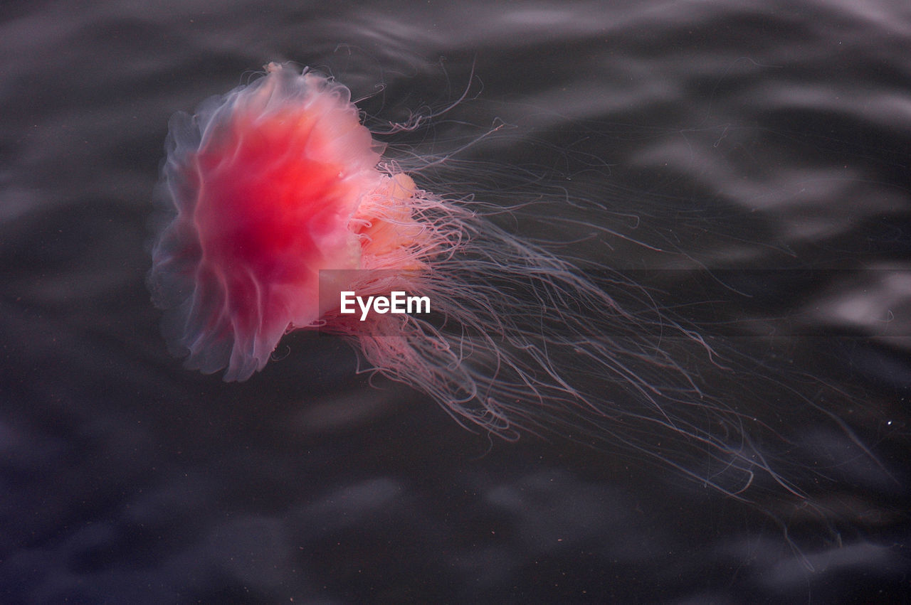 Close-up of red jellyfish