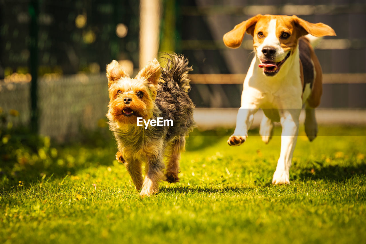 An amazing yorkshire terrier is having fun running and jumping towards camera. copy space background