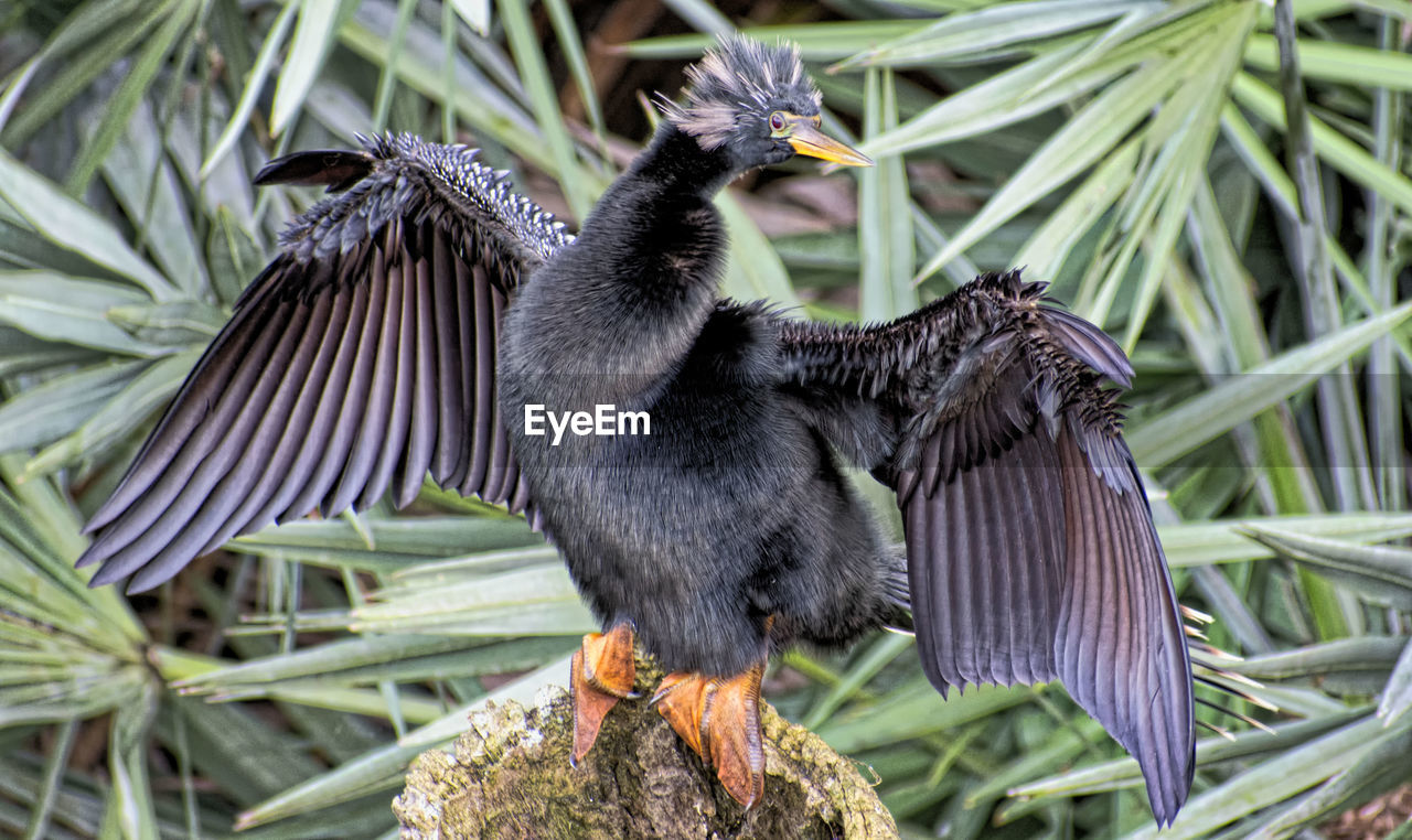 CLOSE-UP OF A DUCK