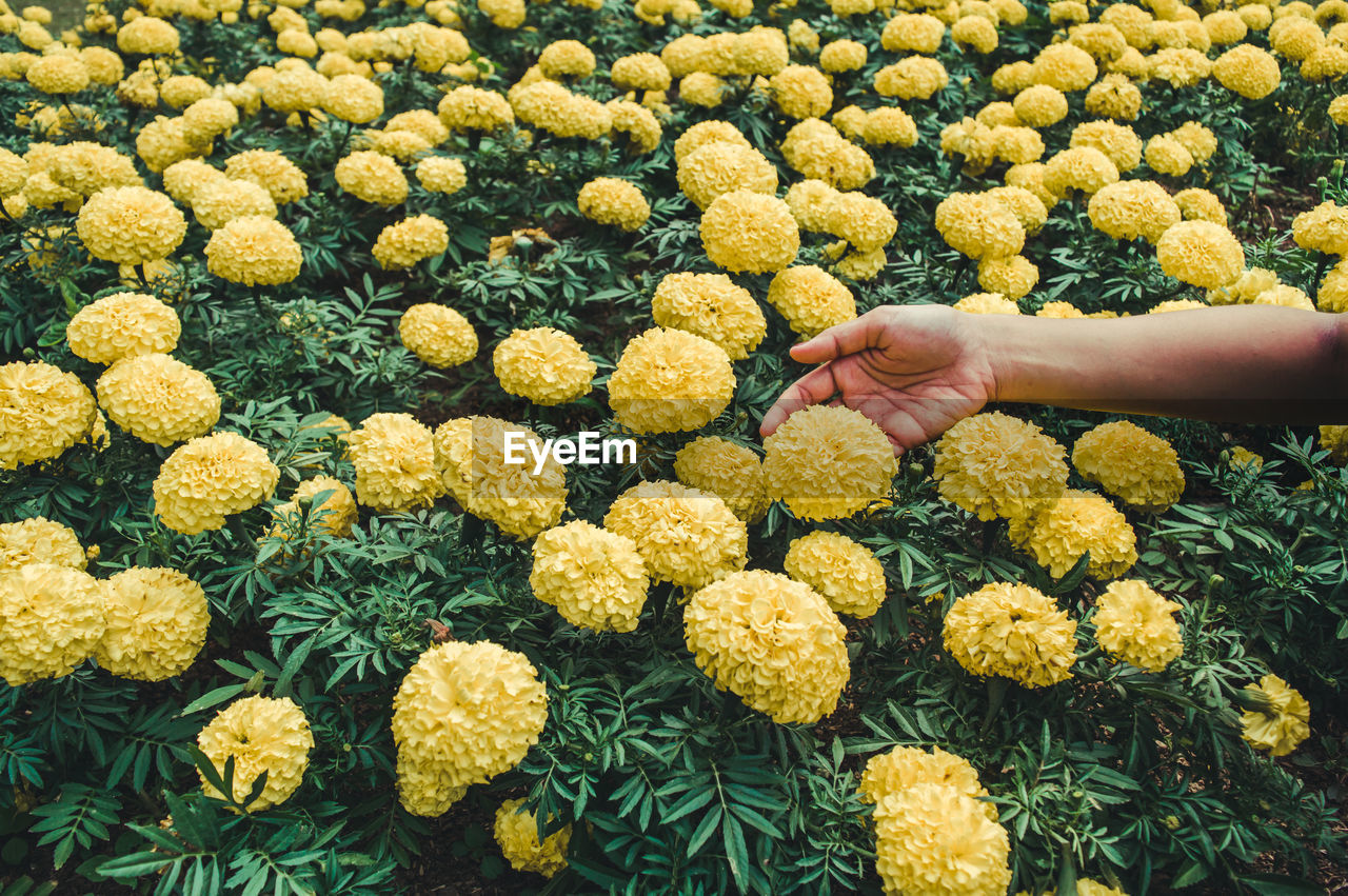 Cropped hand of woman touching yellow flowers blooming outdoors