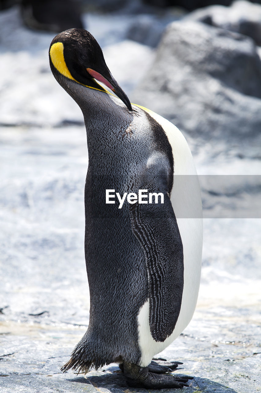 King penguin is the second largest species of penguins