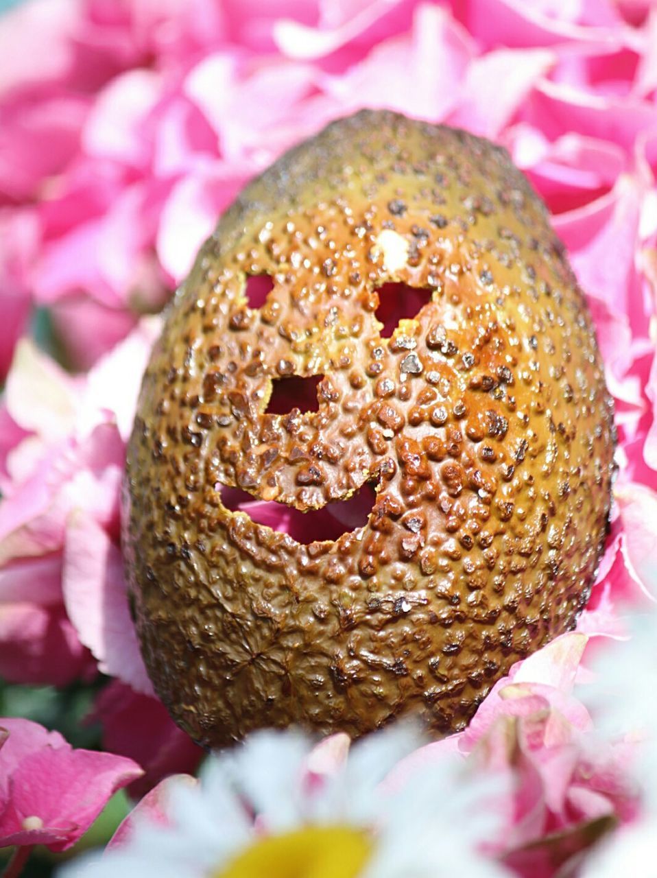 CLOSE-UP OF PINK FLOWER IN PLATE