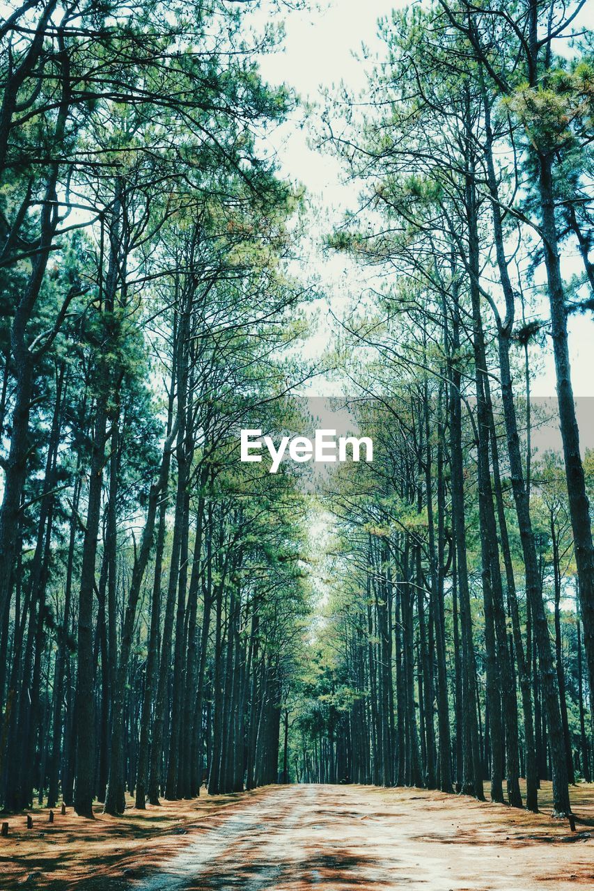 VIEW OF TREES IN FOREST
