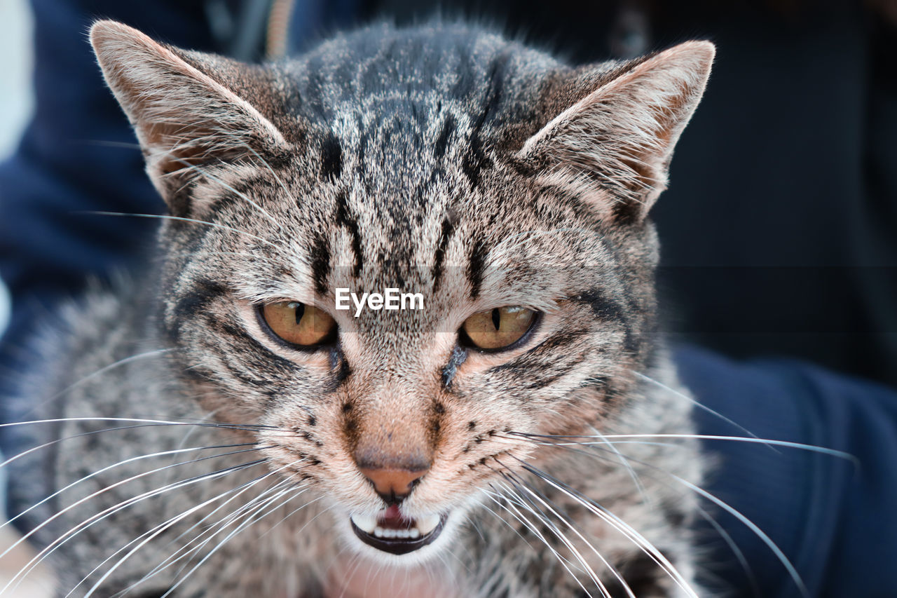 Close-up portrait of cat