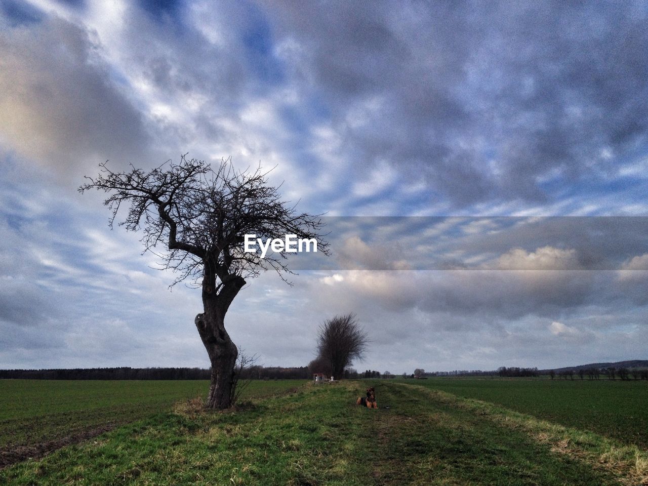 Bare tree on grassy field against cloudy sky