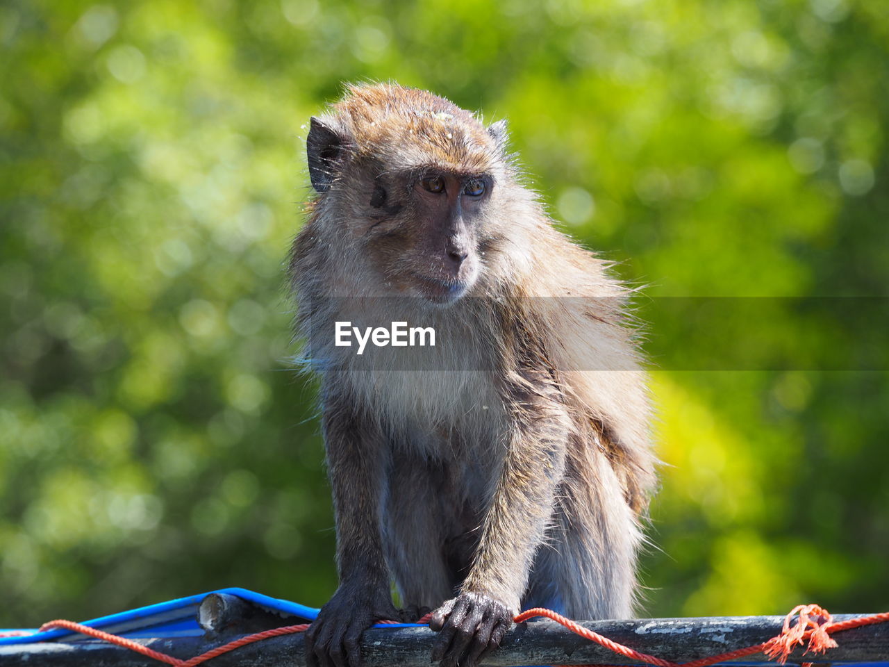 CLOSE-UP PORTRAIT OF MONKEY ON OUTDOORS