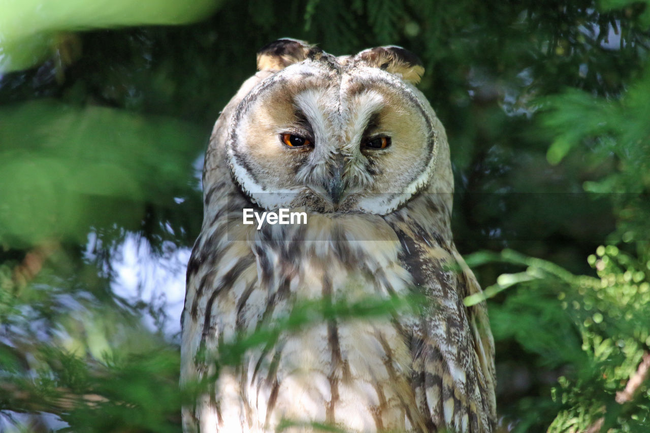 Close-up portrait of an owl