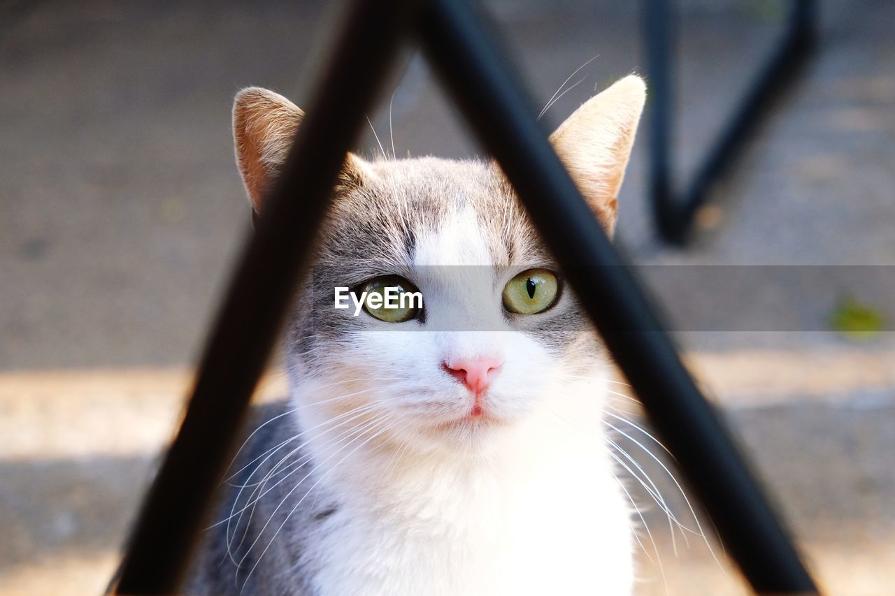 CLOSE-UP PORTRAIT OF CAT BY CAMERA AT HOME