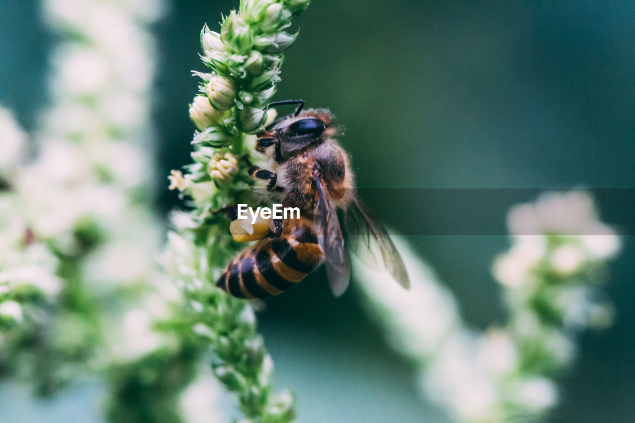 CLOSE-UP OF HONEY BEE POLLINATING FLOWER