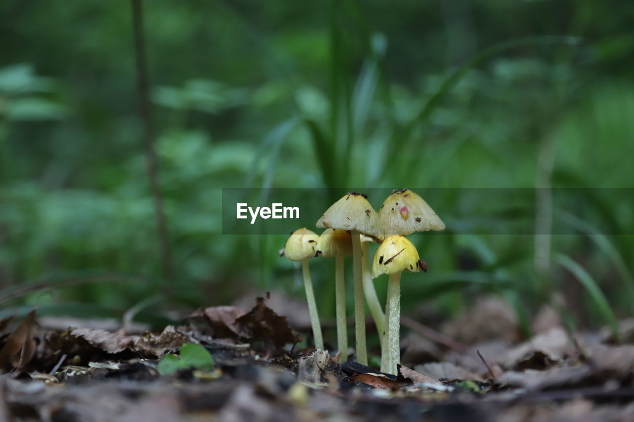 CLOSE-UP OF WHITE MUSHROOMS GROWING ON FIELD