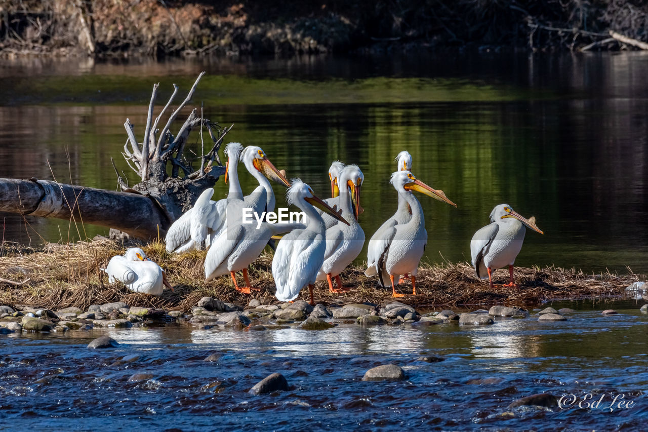 Flock of american white pelicans