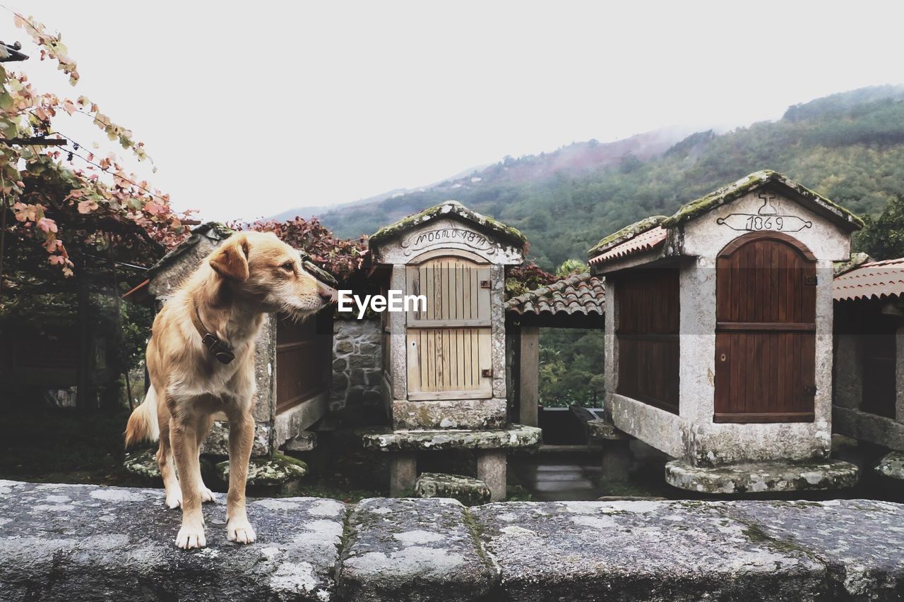 VIEW OF A DOG ON BUILDING