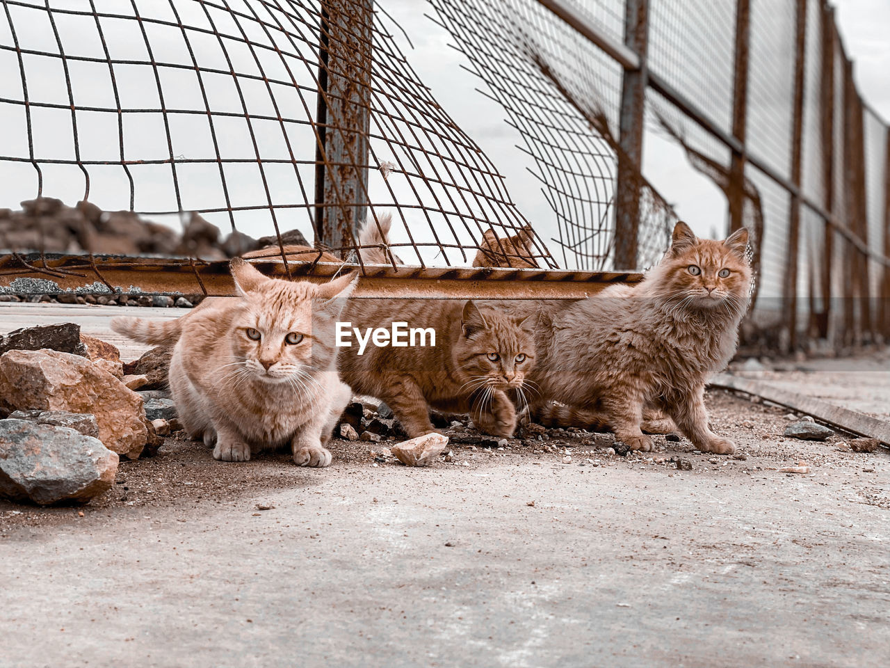 Portrait of cats sitting