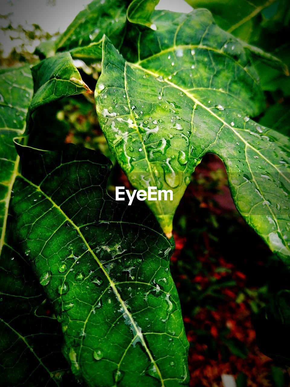 CLOSE-UP OF WATERDROPS ON LEAF