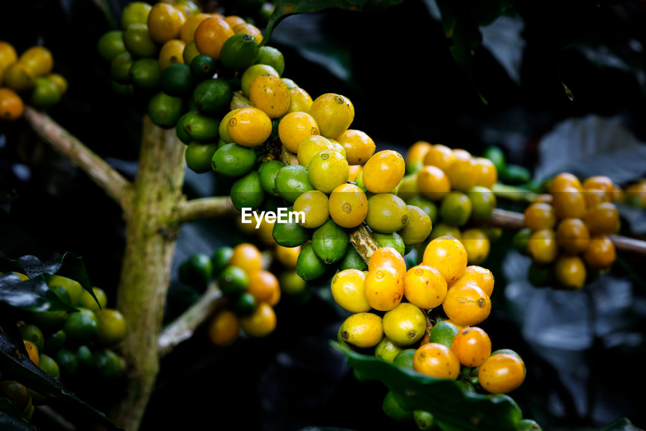 Freshness of coffee beans arabica and water drops on tree in north of thailand