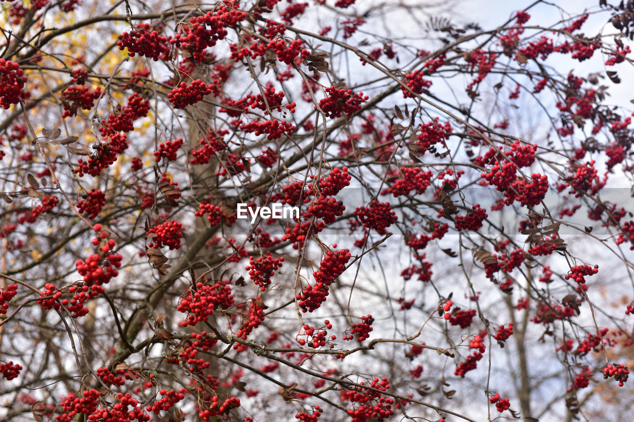 RED BERRIES ON BRANCH