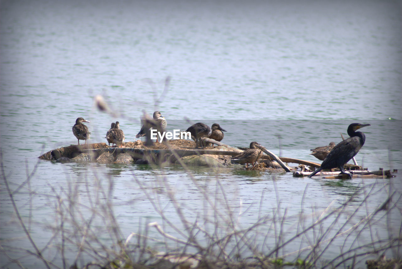 BIRDS SWIMMING IN LAKE