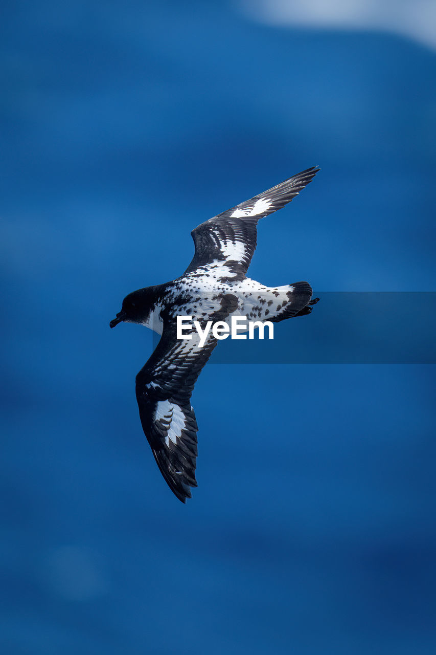 bird, animal, animal themes, flying, wildlife, animal wildlife, one animal, blue, spread wings, mid-air, bird of prey, wing, no people, nature, animal body part, motion, day, seabird, falcon, sky, outdoors, full length, eagle, water