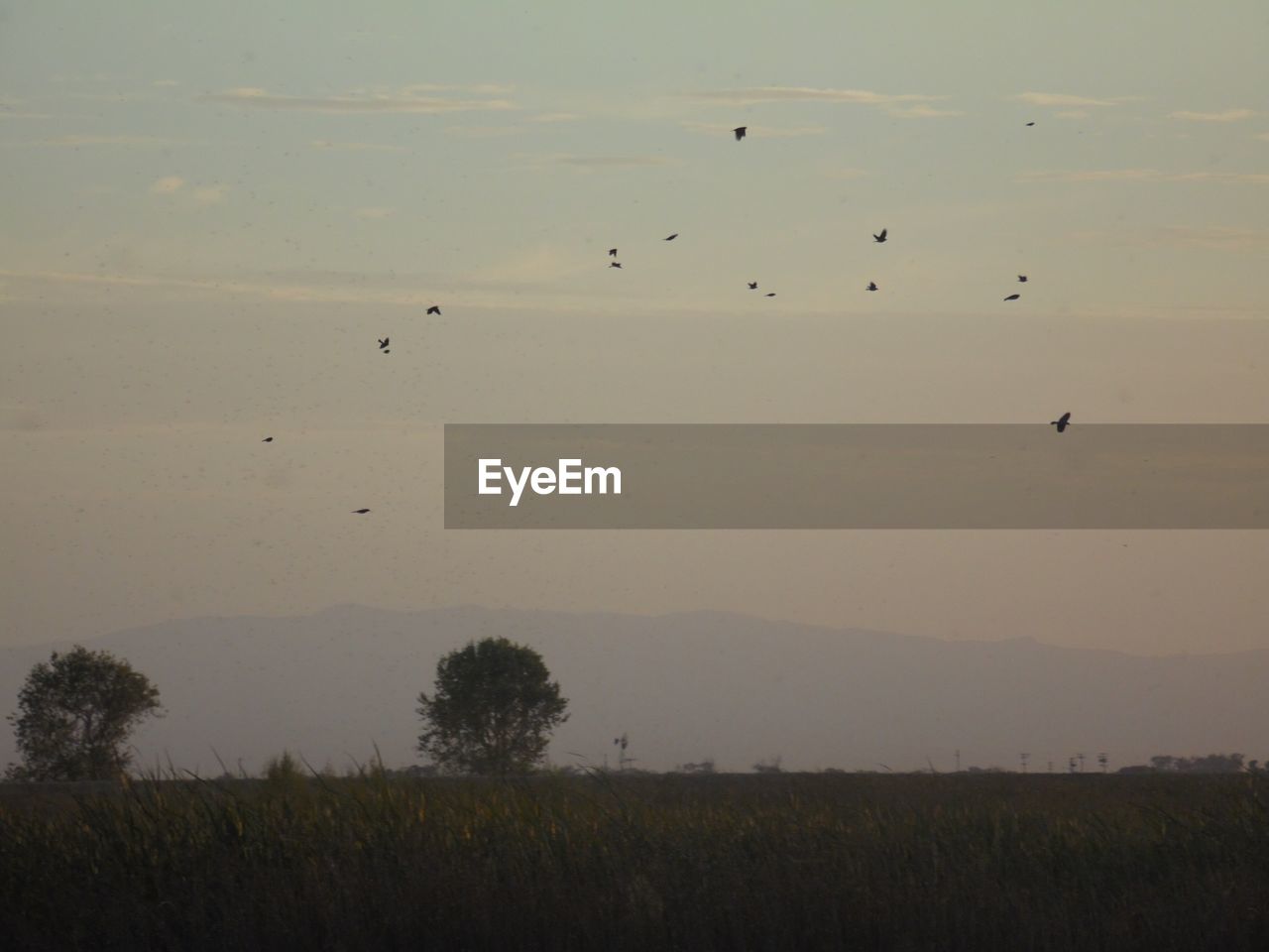 FLOCK OF BIRDS FLYING OVER FIELD