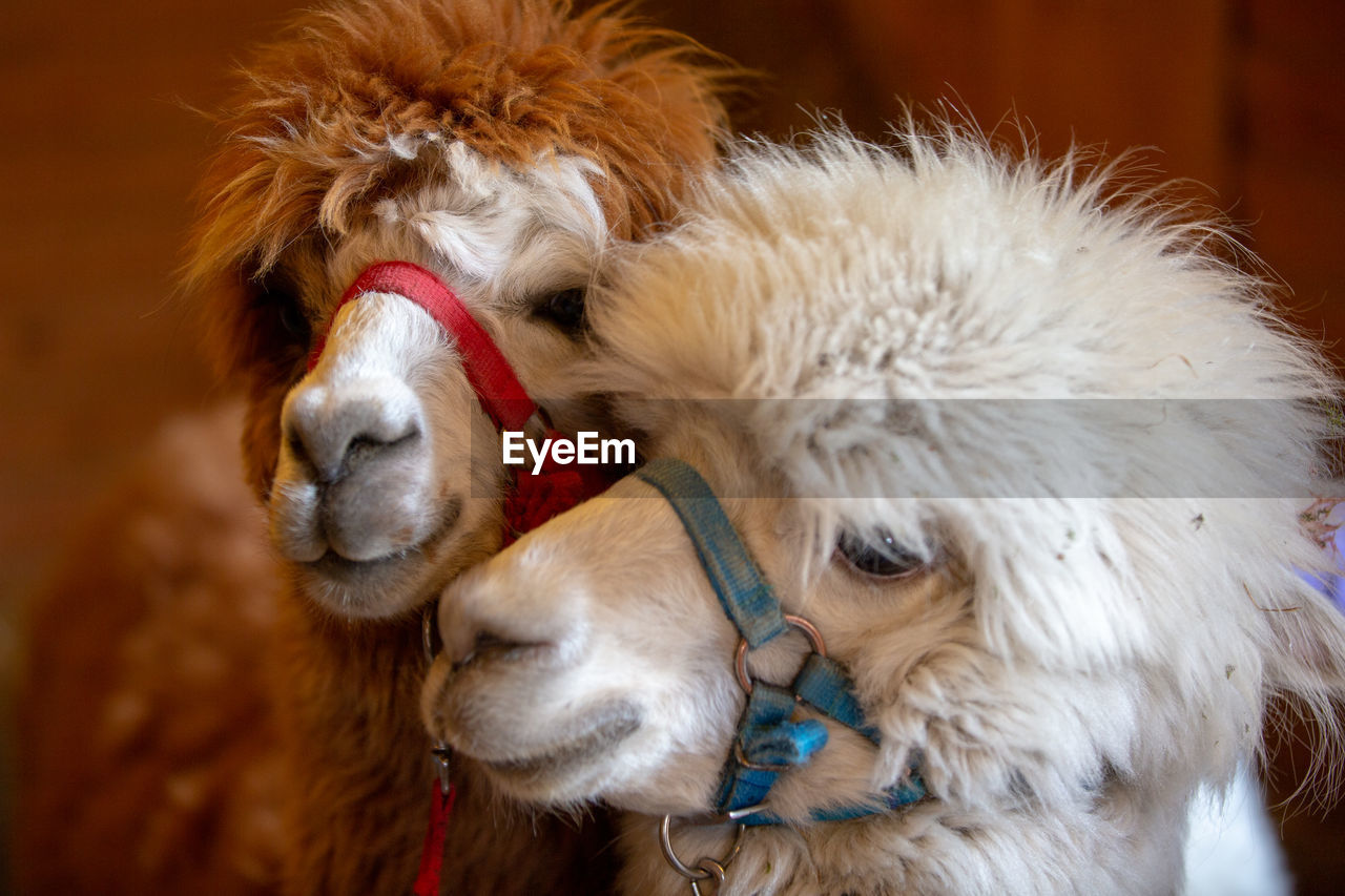 Two lovely alpacas close up.