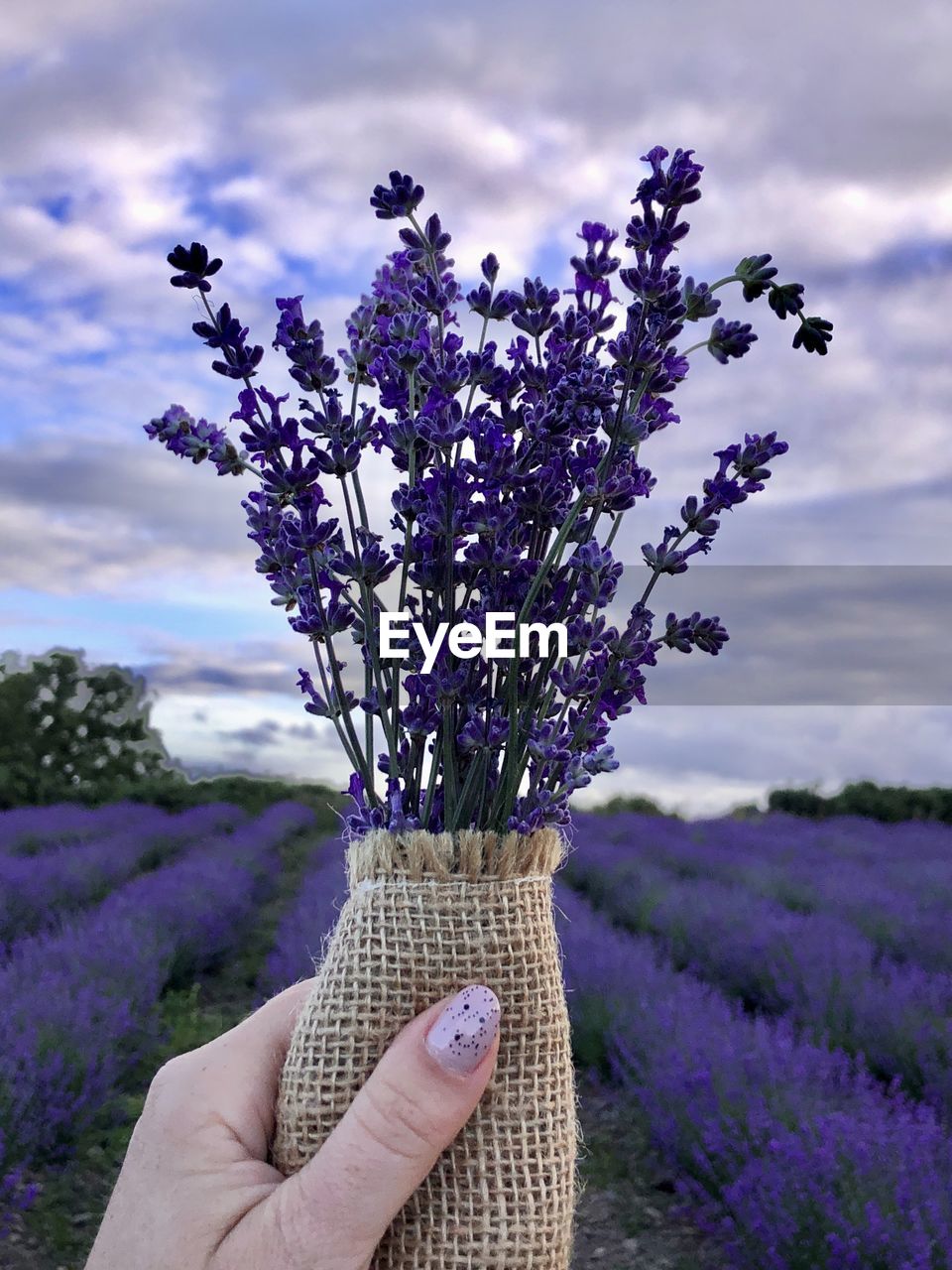 Lavender love