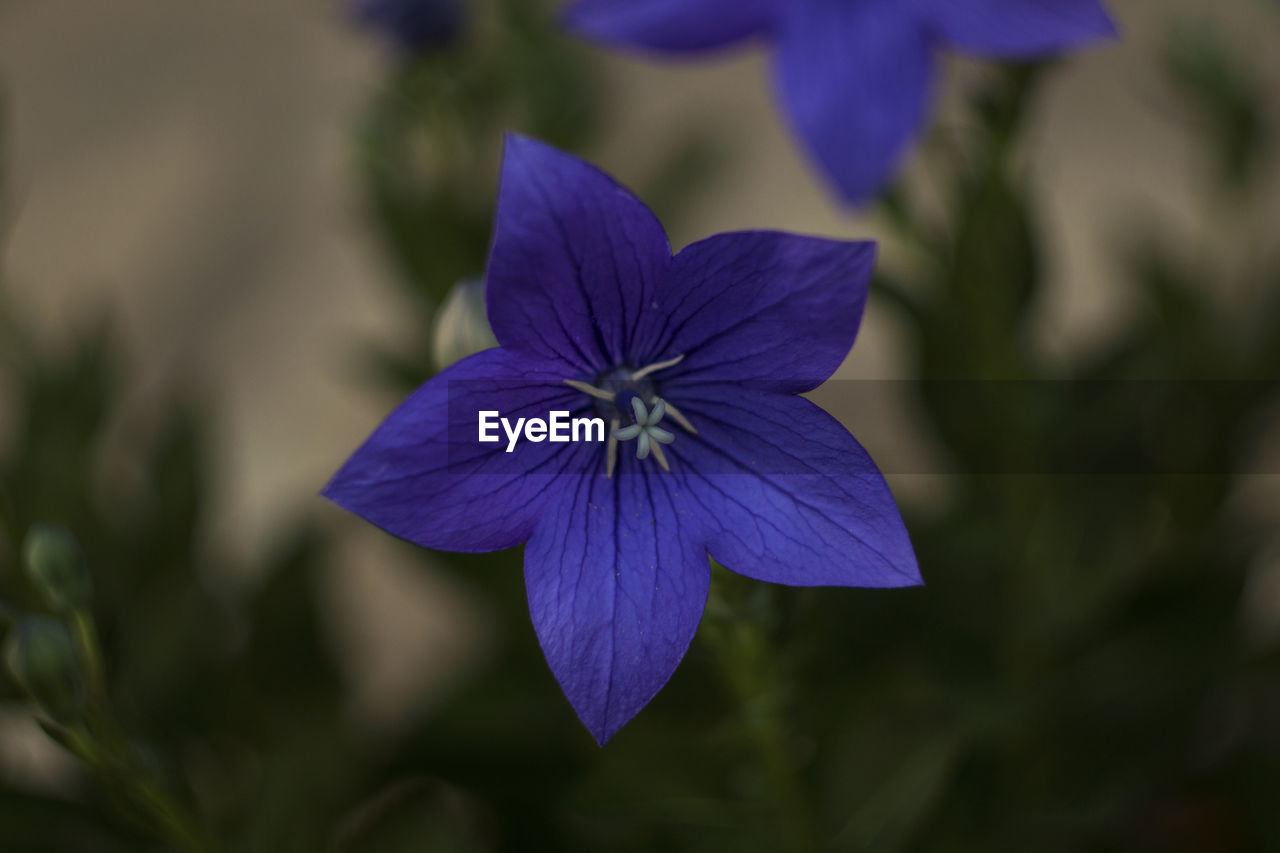 CLOSE-UP OF PURPLE BLUE FLOWER