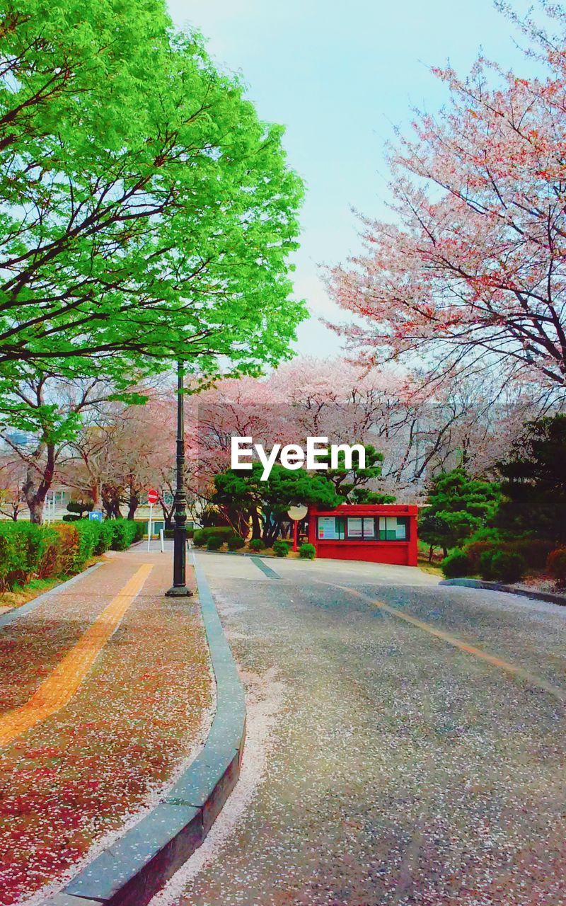 Empty road with trees in background