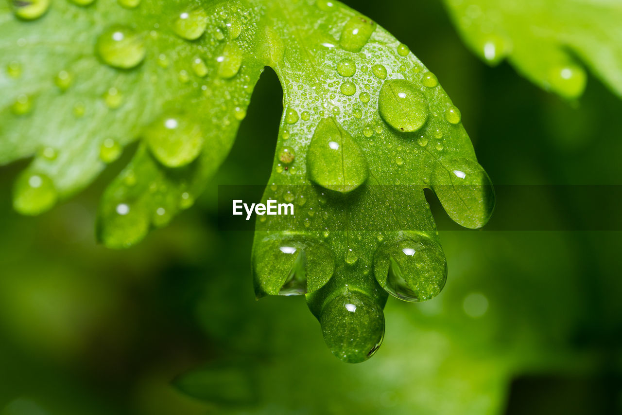 Water droplets or morning dew on celery leaves