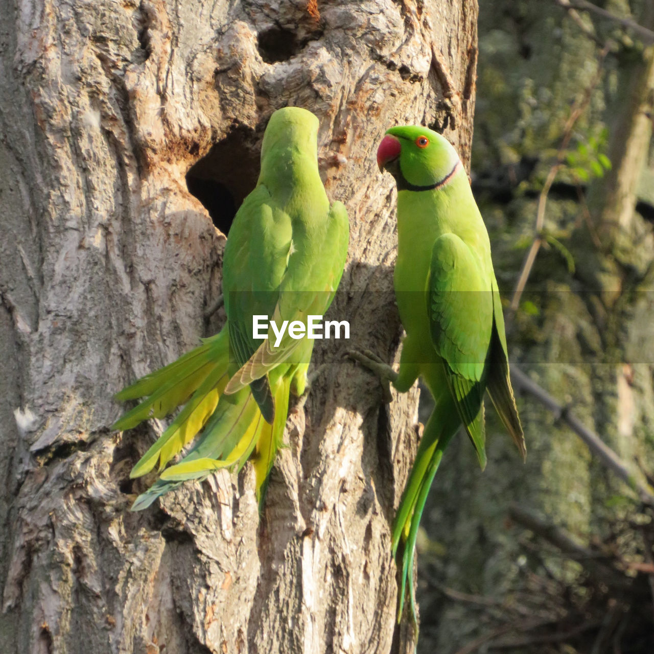 VIEW OF PARROT PERCHING ON TREE