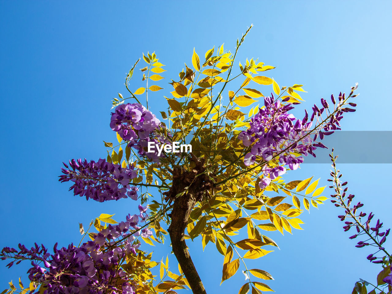 LOW ANGLE VIEW OF FLOWERING TREE AGAINST SKY