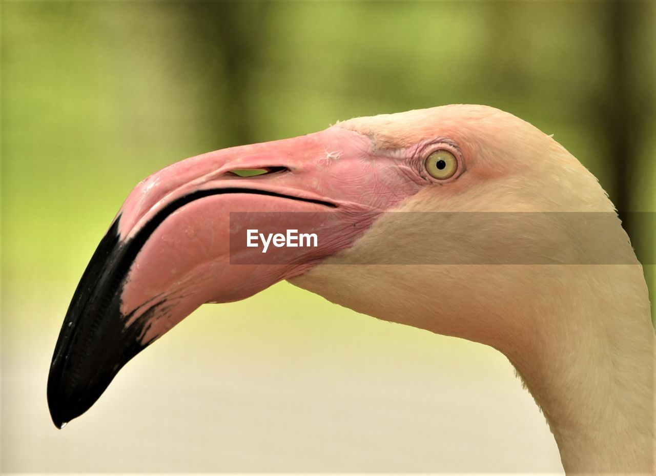 CLOSE-UP OF BIRD IN A FLIGHT