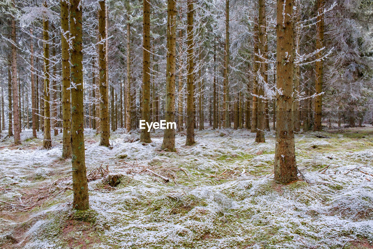 Pine trees in forest during winter