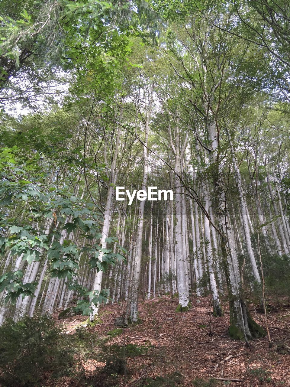 LOW ANGLE VIEW OF TREES IN FOREST