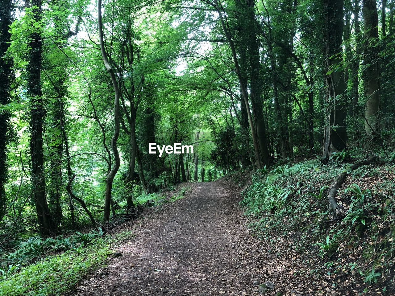 Dirt road amidst trees in forest