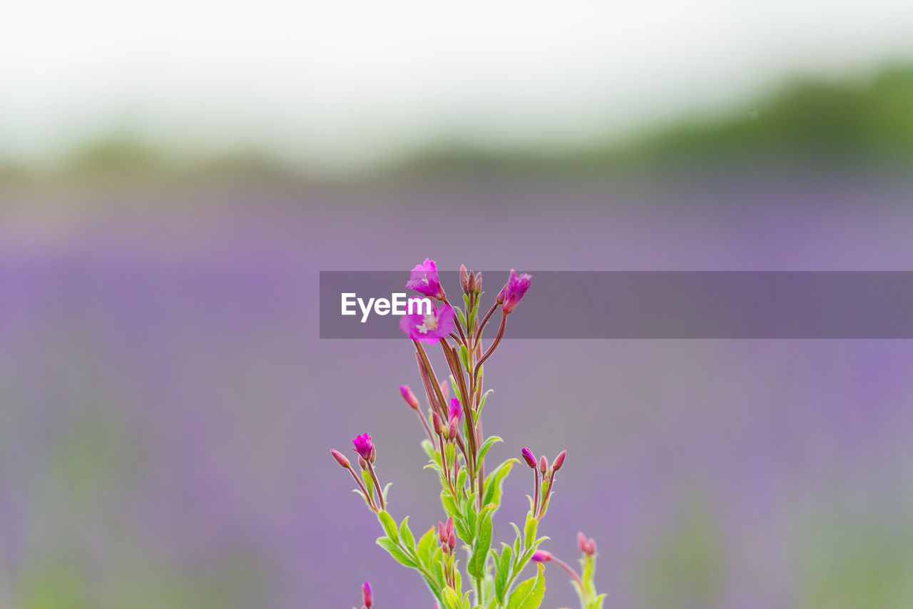 CLOSE-UP OF PINK FLOWERING PLANTS