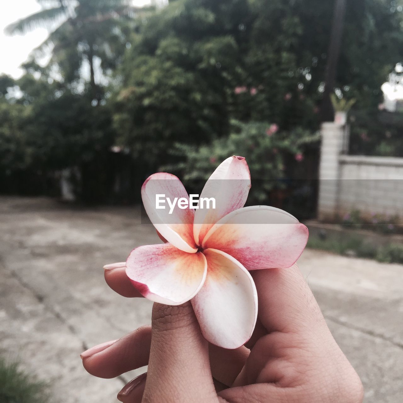 Cropped hand of woman holding frangipani against trees
