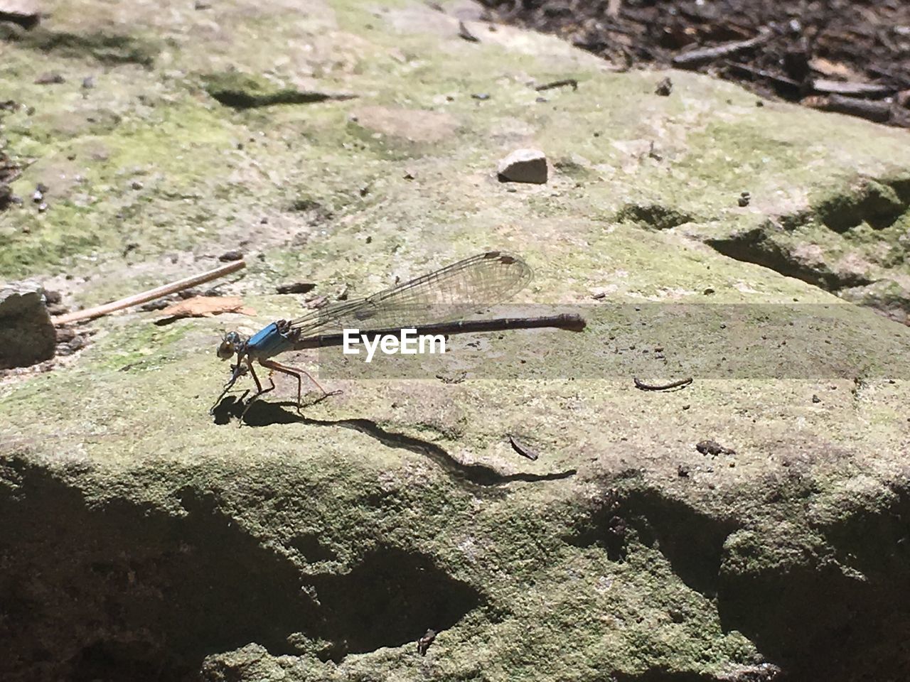 HIGH ANGLE VIEW OF GRASSHOPPER ON ROCK