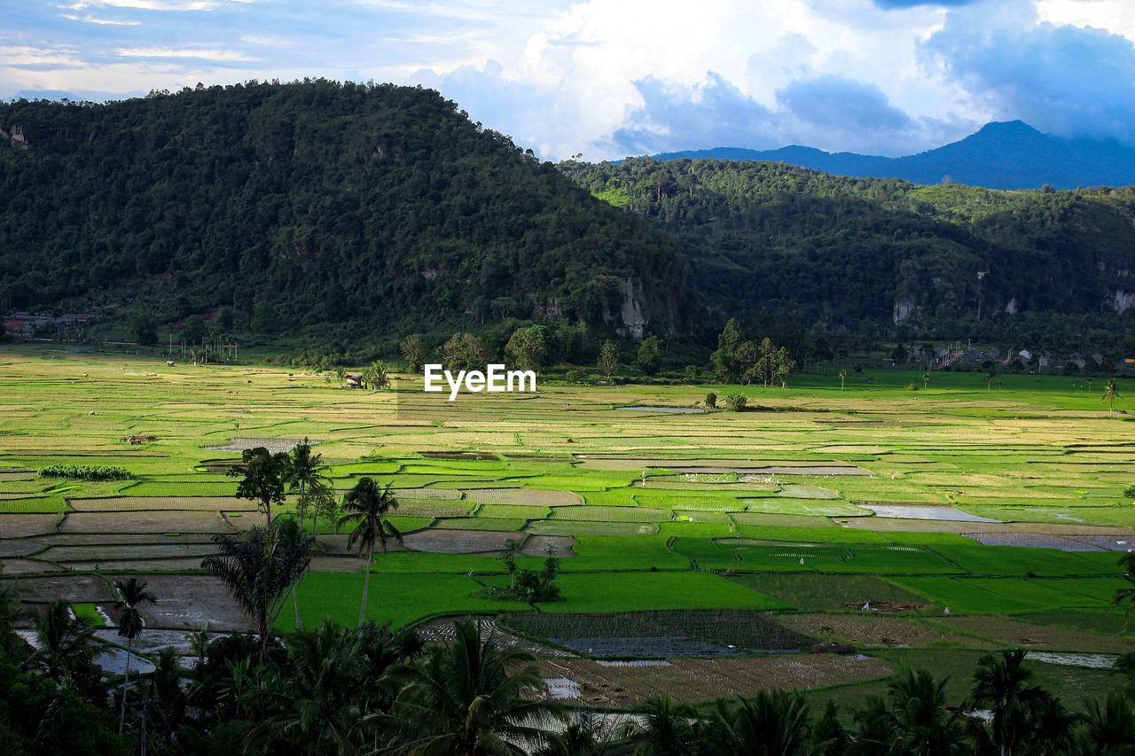 Rice field view from the top of the hill dark and bright