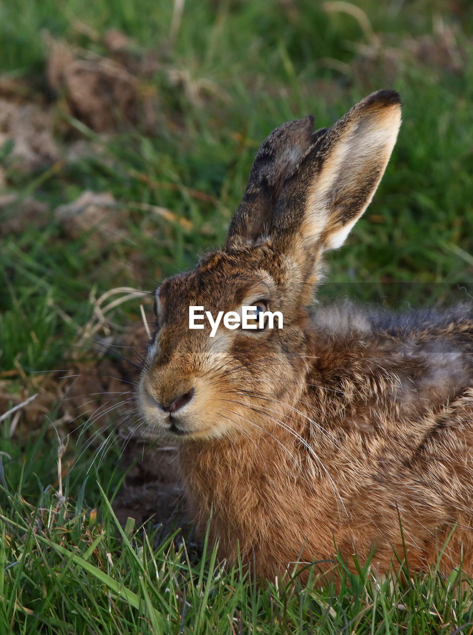 CLOSE-UP OF AN ANIMAL ON FIELD
