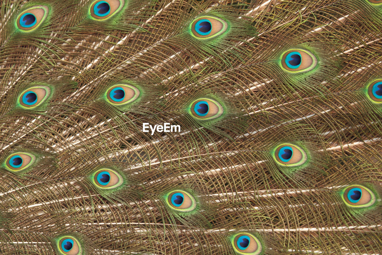 Full frame shot of peacock feathers